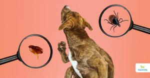 Flea and Tick Prevention